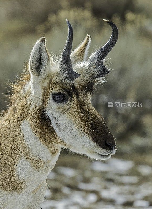 羚羊，Antilocarpra americana，黄石国家公园的冬天，WY。男性。